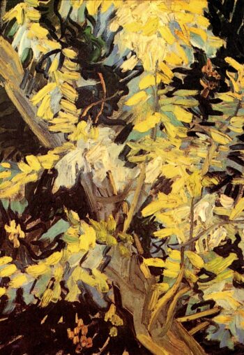 Acacias florecientes – Van Gogh Vincent Van Gogh