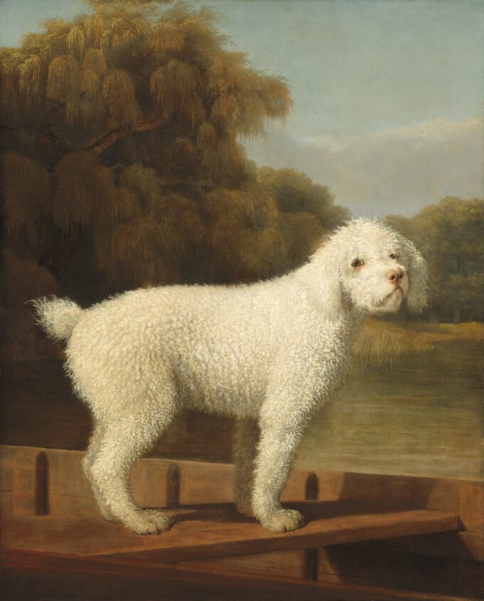 Caniche Blanco en un Puntal – George Stubbs George Stubbs