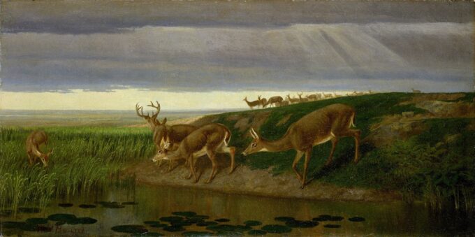 Cerdo en el prado, 1884 – William Holbrook Beard William Holbrook Beard