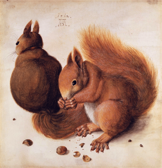 Ardillas – Albrecht Dürer Albrecht Dürer 70x70