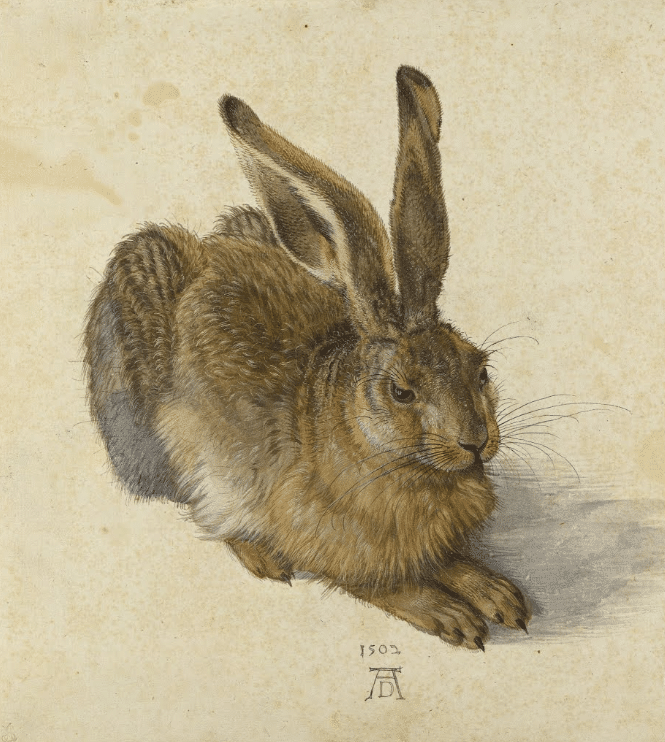 La liebre – Albrecht Dürer Albrecht Dürer 70x70