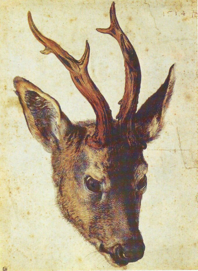 Cabeza de ciervo – Albrecht Dürer Albrecht Dürer 70x105