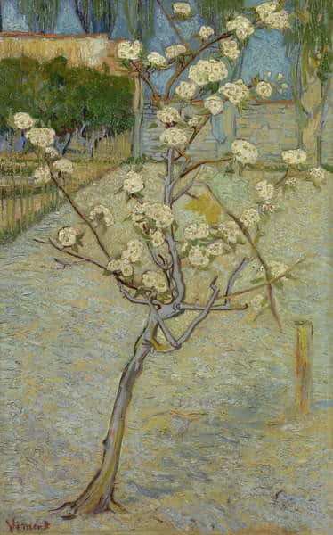 Pequeño peral en flor – Van Gogh Vincent Van Gogh 70x105